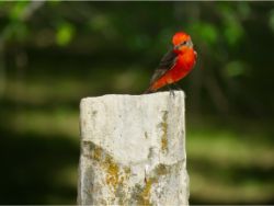 Vermillion Flycatcher